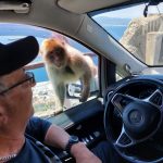 Curious-Ape