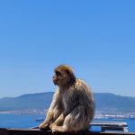 MonkeysDen